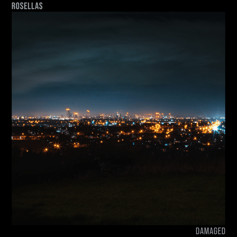 Rosellas – Damaged